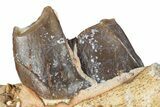 Fossil Running Rhino (Subhyracodon) Jaw Section - South Dakota #281700-1